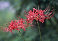 彼岸花