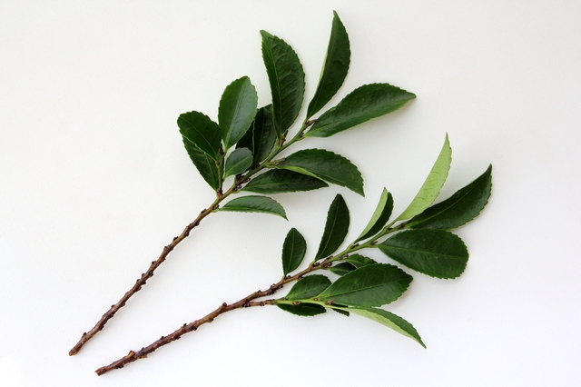 玉串とは？捧げ方の作法、玉串料の相場・マナー・包み方を解説