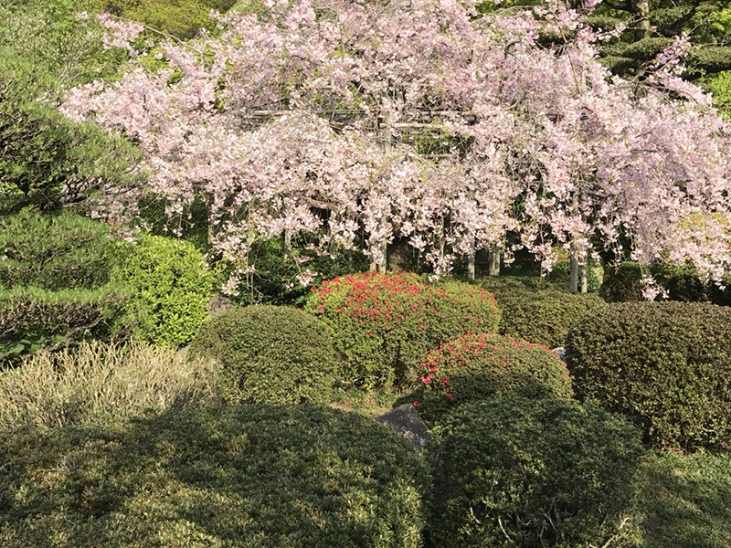 日本庭園のしだれ桜